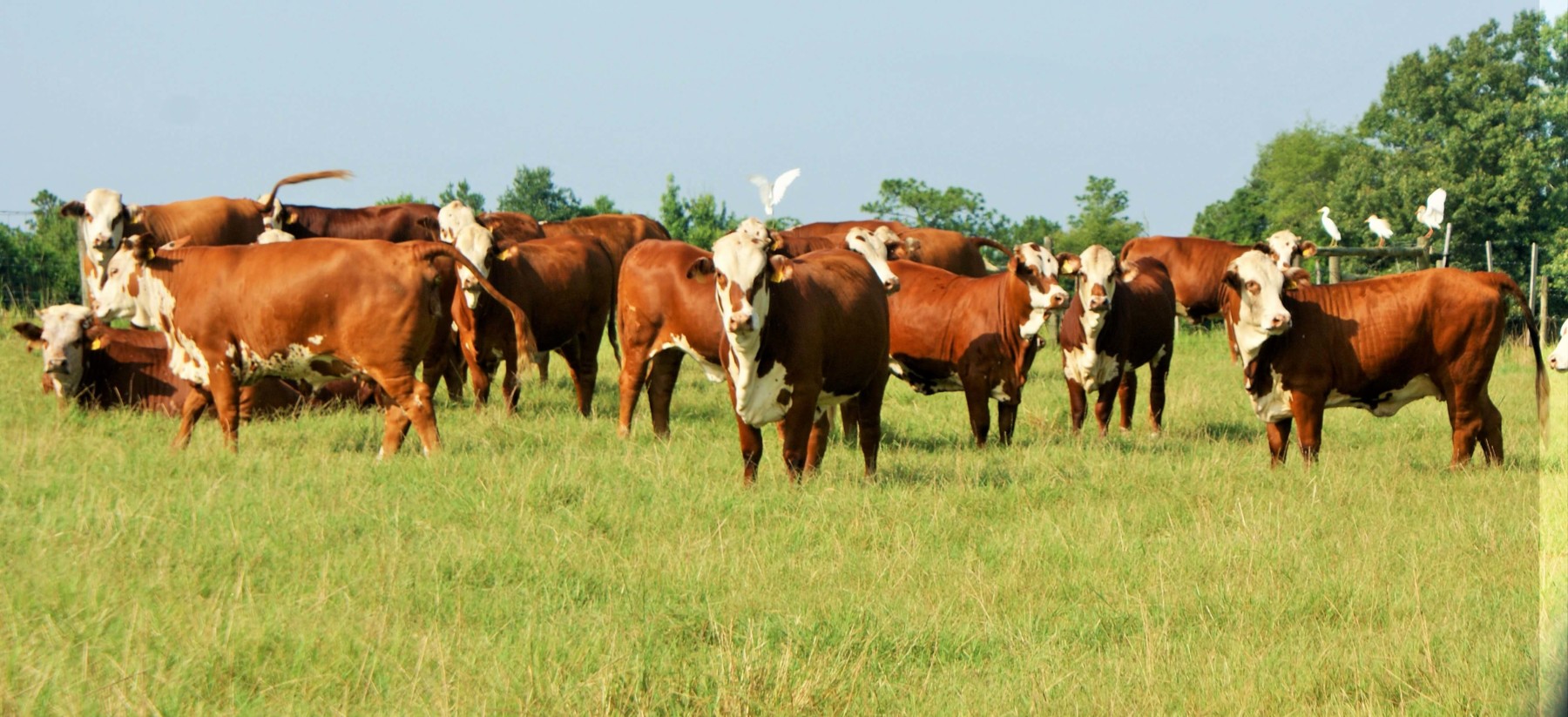 Group of Braford females grazing