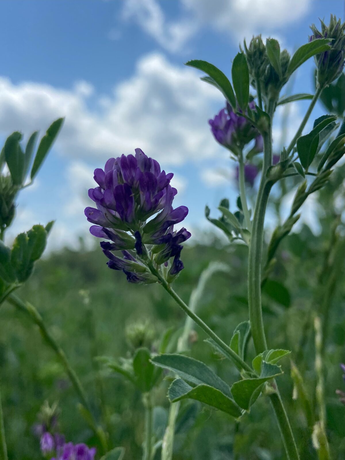 Close-up of a purple alfalfa flower cluster blooming against a blurred green background.