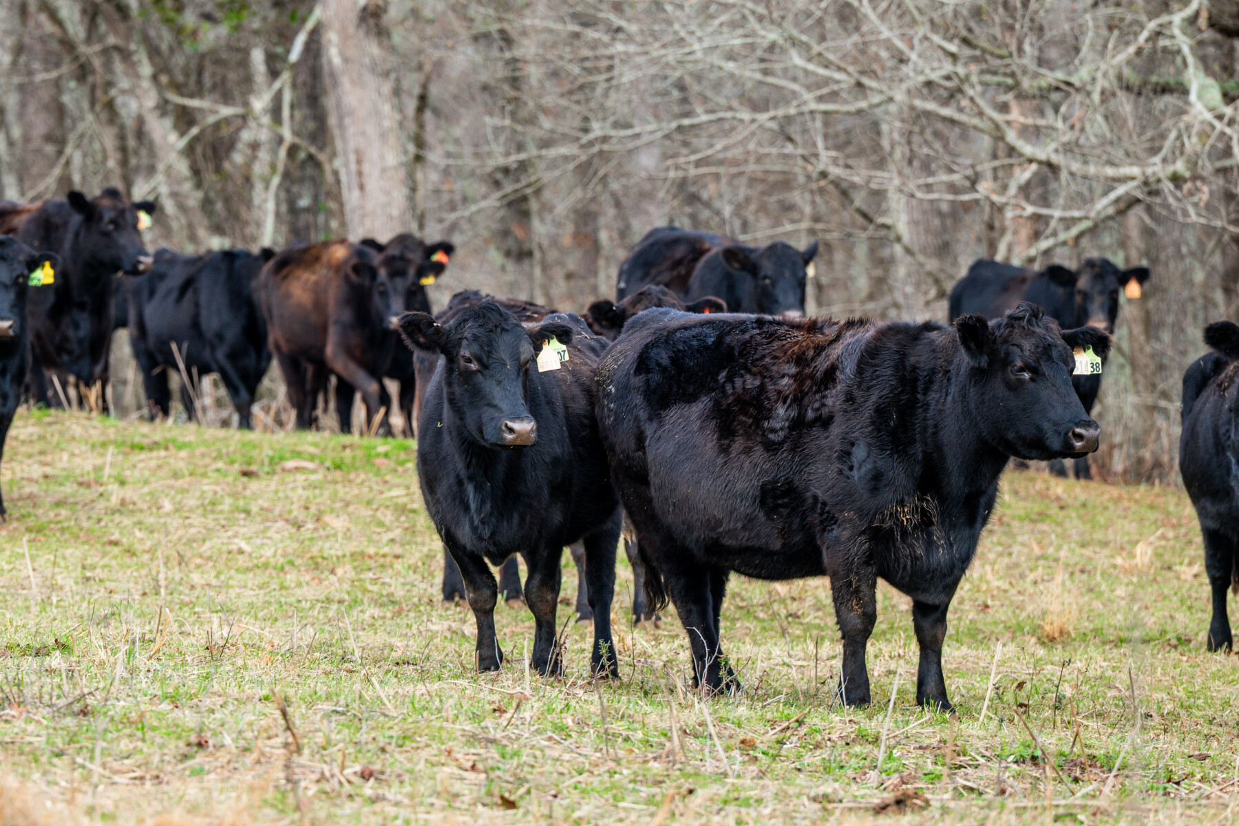 Photo of commercial Angus cows in Georgia