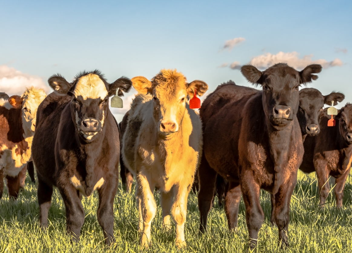Image of weaned crossbred feeder calves.