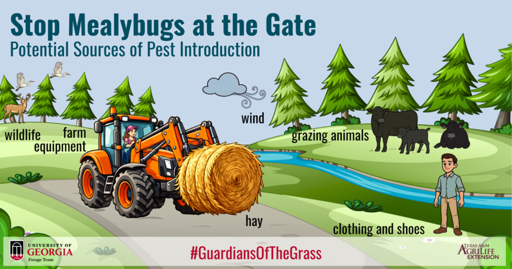 llustration titled ‘Stop Mealybugs at the Gate’ showing potential sources of pasture mealybug introduction: wildlife, farm equipment, hay, wind, grazing animals, and clothing and shoes.