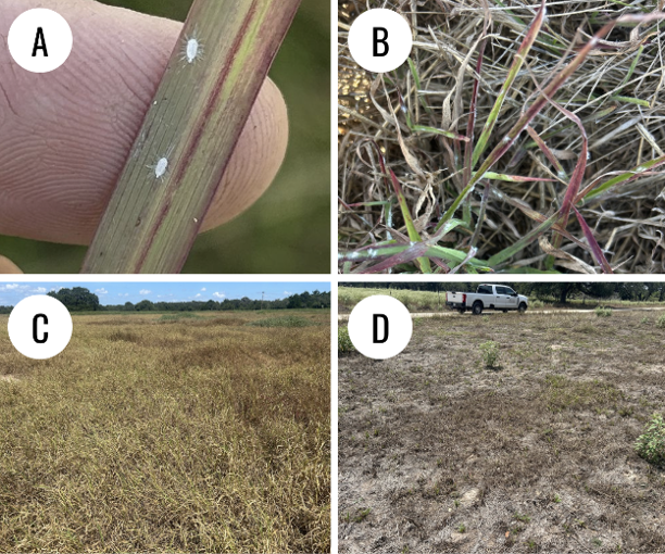 Four-panel image showing pasture mealybugs on a grass stem (A) and progressive pasture damage, from browning of individual grasses (B) to large areas of brown grass (C) and severe grass loss with exposed ground (D).