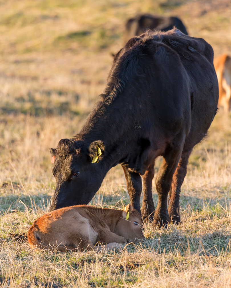 A black beef cow stands in a dry pasture, nuzzling a light-brown newborn calf lying in the grass. Both animals have ear tags. Illustration photo only.