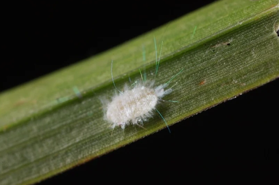 up-close image of the pasture mealybug